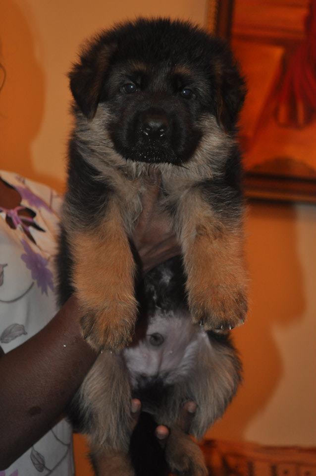 Image of German Shepherd posted on 2022-08-22 04:07:05 from Mumbai